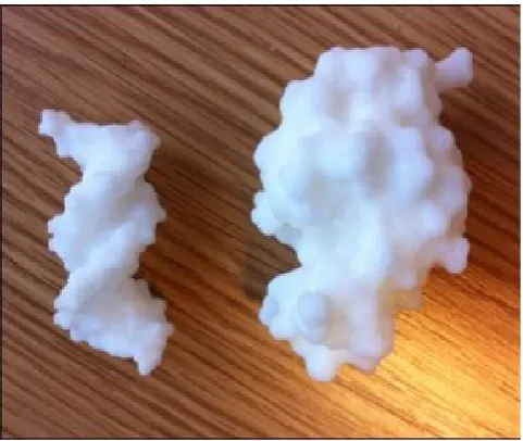 Figure 1. 3D printed models. B-form DNA (left) and the enzyme lysozyme PDB: 2LYZ (right) used within the teaching session.