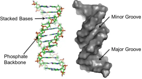 Figure  4.  Handout  example. Handouts were designed that  allowed the students to identify key features of the molecule in question and complete a question sheet