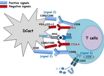 Figure 1 Activation of T cells by dendritic cells. The figure describes the three signals required to activate T cells and the molecules involved (positive signals), as well as the negative signals downregulating the system.