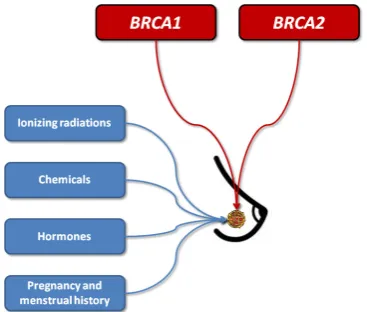 Figure 1 Pathogenesis of breast cancer.
