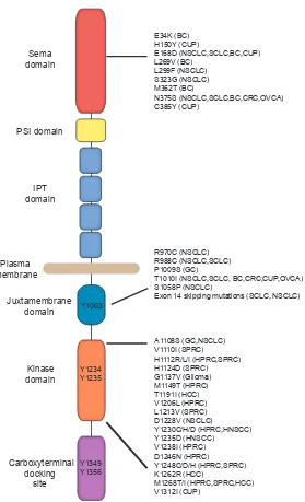 Figure 1 Mutations found within the functional MET domains. MET is expressed at the plasma membrane: the extracellular portion consists of the Sema domain, a PSI domain, and four immunoglobulin-plexin-transcription (IPT) repeats; the intracellular region c