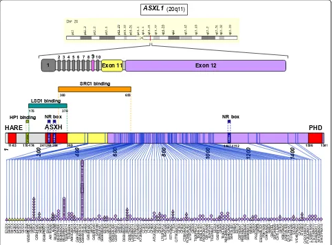 Figure 1 Distribution of ASXL1 mutations along the protein. From top to bottom are shown the localization of the ASXL1 gene onchromosome region 20q11, the exon structure of ASXL1, and the ASXL1 protein with its conserved motifs and binding regions: HARE he