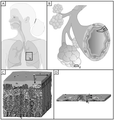Figure 1 Main particle clearance routes at different sites of the human respiratory system (A,B)