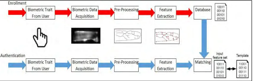 Figure 2.1: Enrollment and Authentication process in finger-vein biometric recognition 