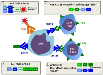 Figure 1 Antibody-based therapeutic strategies for AML: schematic illustration of antibody constructs shown