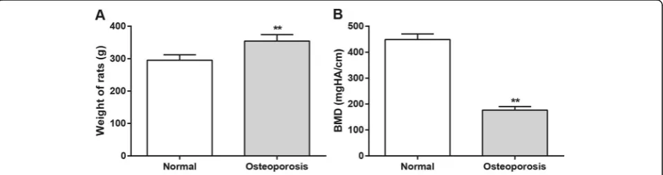 Fig. 1 Comparison on weights and BMD of rats in OP model group and normal group. Note: a, weights of rats in OP model group and normalgroup; b, BMD of rats in OP model group and normal group