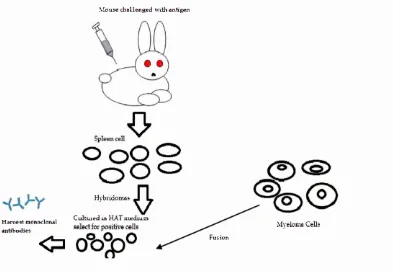 Figure 3.7. Production of antibodies.