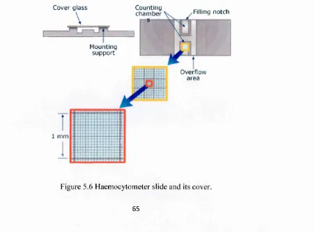 Figure 5.6 Haemocytometer slide and its cover.