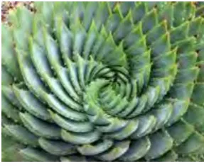Figure 2.1: Phyllotaxis pattern under cylindrical view (Seewald, 2017) 