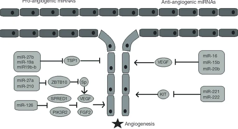 Figure 1 Pro-angiogenic versus anti-angiogenic miRNAs. Some miRNAs upregulate angiogenesis by promoting angiogenic factors (i.e., VEGF) or by inhibiting anti-antiogenic mediators (i.e., TSP1), while others downregulate angiogenesis by inhibiting anigiogeni
