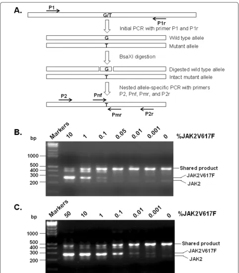 Figure 1 Development of restriction fragment nested allele-specific PCR (RFN-AS-PCR), an improved method for detection ofwere determined by using purified plasmid DNAs