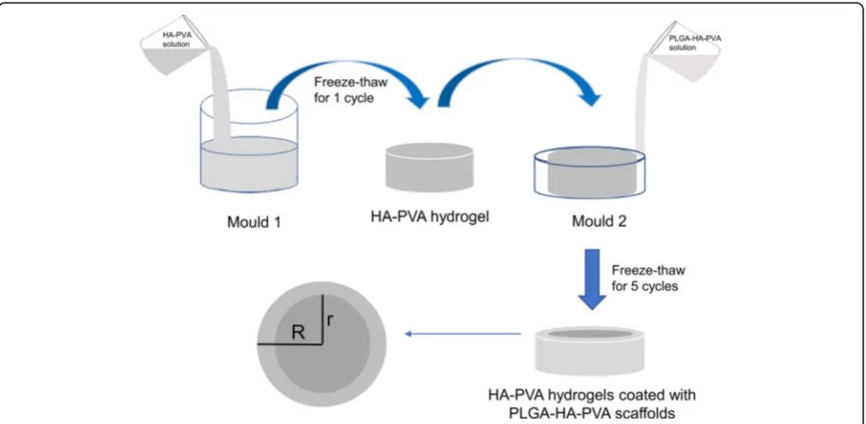 Fig. 1 HA-PVA hydrogels coated with PLGA-HA-PVA scaffolds was prepared by two-step molding