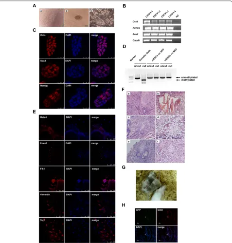 Figure 3 Derivation and characterization of mouse embryonic stem cells on human foreskin fibroblast without exogenous leukemiaepithelium,inhibitory factor
