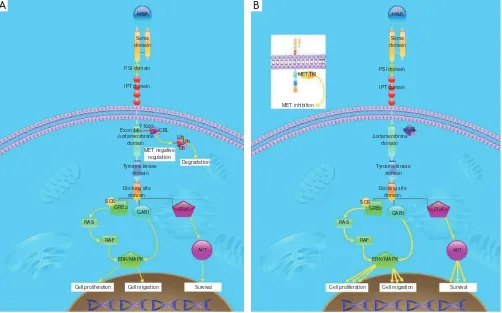Figure 1 Diagrams showing the MET signaling pathway (A) and aberrant oncogenic signaling as a result of MET exon 14 skipping deletion (B).