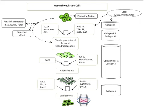 Figure 2. Possible mechanisms operative in cartilage regeneration by mesenchymal stem cells