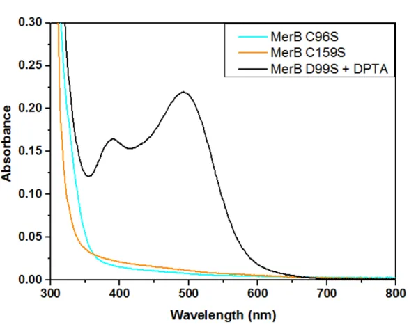 Figure  S2.  UV-visible  absorption  spectra  of  E.  coli  MerB  mutants.  The  UV-vis  spectra  were  taken  with 0.5 mM solutions of MerB C96S (cyan), MerB C159S (orange) and MerB D99S after treatment with  5mM DTPA (black)