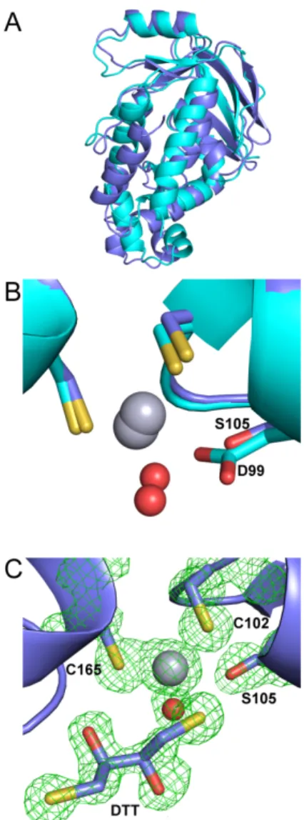 Figure  S5.  Structure  of  B.  megaterium  MerB2-Hg  complex.  A)  Overlay  of  the  structure  of  the  B