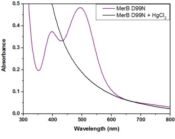 Figure S6. UV-visible absorption spectra of MerB D99N variant. UV-vis spectra were taken with 0.5  mM solutions of MerB D99N (violet) and MerB D99N following addition of HgCl 2  (black)