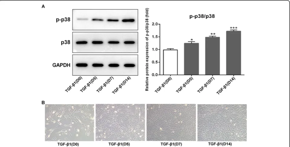 Fig. 1 Expression of p-p38/p38 in TGF-β1-induced BMSCs and morphological observation. a Western blotting of p-p38 and p38 expression inBMSCs following TGF-β1-induced for 0, 5, 7, and 14 days