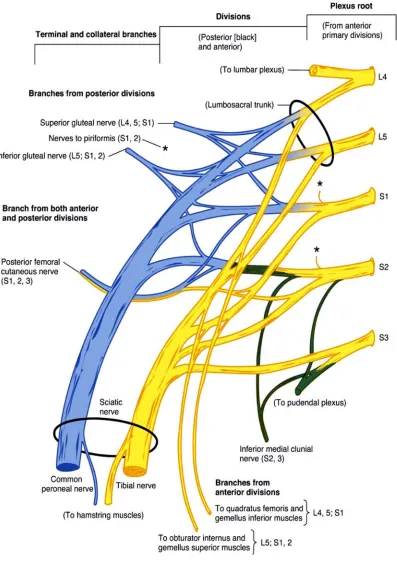 Figure : Lumbosacral Plexus 