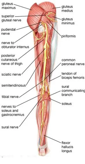 Figure : Course of Sciatic Nerve 