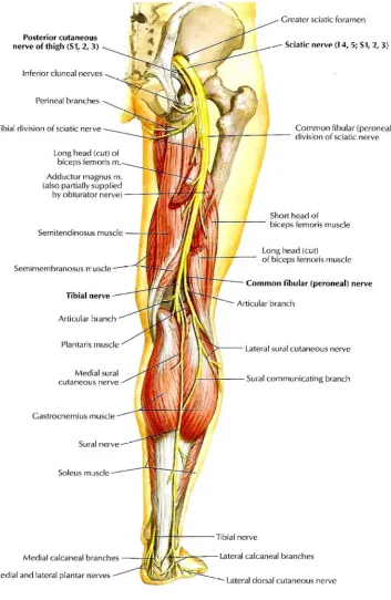 Figure : Branches of Sciatic Nerve 