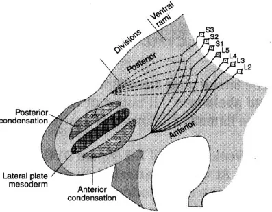 Figure : Development of Nerves of Lower Limb 