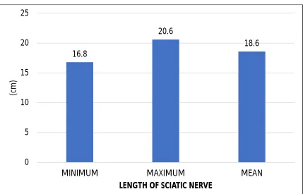TABLE NO 1: LENGTH OF SCIATIC NERVE 