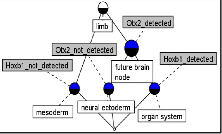 Figure 3: Concept lattice showing gene expressions in tissues of a Mouse 