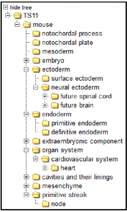 Figure 9: A whole-mount mapping of spatially annotated Mouse embryo showing the expression of distal-less homeobox at TS17 available at http://www.eMouseatlas.org/gxdb/dbImage/segment1/1444/detail_1444.html last accessed on 24th March, 2015 