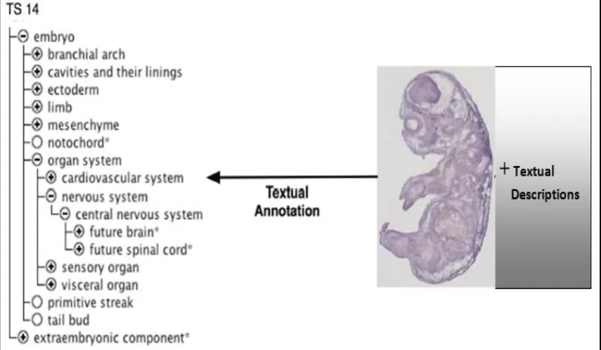 Figure 10: A modification of Figure 5 in (McLeod and Burger 2011), illustrating the textual annotation process 