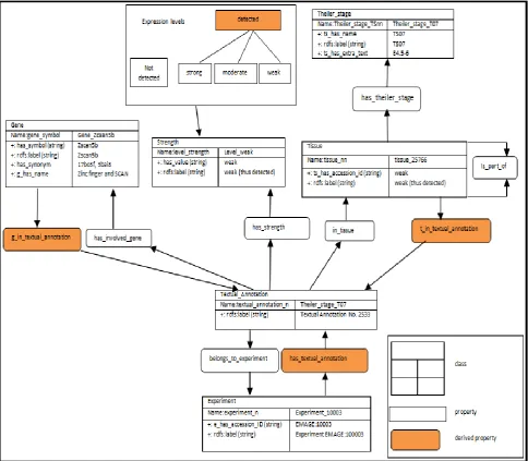 Figure 12: The ontology for the EMAGE RDF data set as adapted from Dau (2013a) 