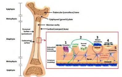 Figure 2.1 : Structure of trabecular and cortical bone (Sims & Vrahnas, 2014) 
