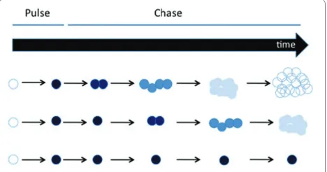 Figure 1. Label retention assay. All cells within a living tissue (white circles, left) are labeled during the pulse period (blue cells)