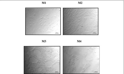 Figure 1 Morphological characterization of bone marrow (BM)-derived mesenchymal stem cells (MSCs) cultured in different media atpassage 2 (P2)