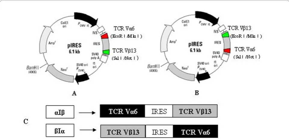 Figure 1 Schematic representation of plasmid constructs used in the present study. The structural pattern of two types of expressioncassettes of TCR a6- and b13-chain genes