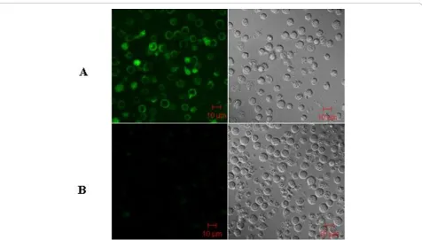 Figure 4 The use of two TCR vector cassettes results in differential expression in human CD3+T cells