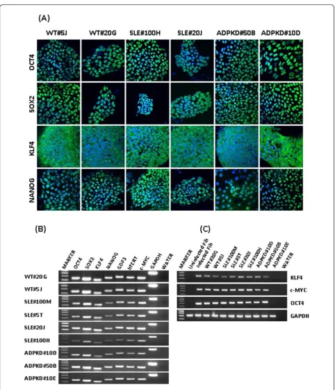 Figure 2 Patient-specific induced pluripotent stem cell clones were analyzed for pluripotency-associated gene expression