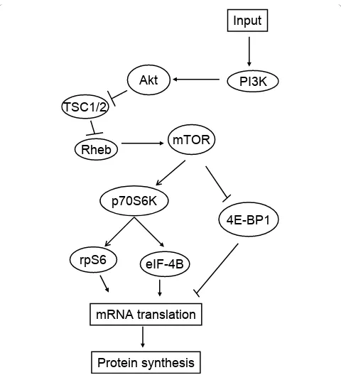 Figure 1 The PI3K/Akt signaling pathway. Reprinted with permission from Altman JK, Platanias LC: Exploiting the mammalian target ofrapamycin pathway in hematologic malignancies