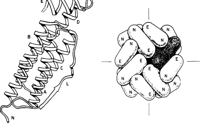 Figure : 1” Main features are the five helices A to E and long inter helix loop , L. 