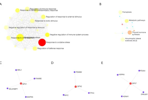 Figure 6 Functional enrichment analysis of differentially expressed GPXs (GPX-1, -2, -4, -7, -8) (NetworkAnalyst)