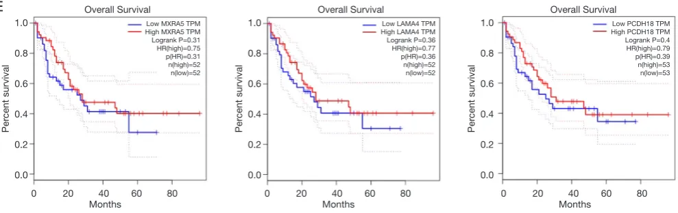 Figure 9 Prognostic analysis of genes correlated with differentially expressed GPXs in patients with AML (GEPIA)