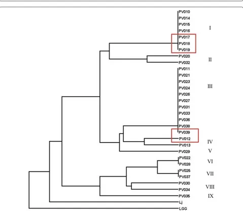 Fig. 1 Random amplified polymorphic DNA (RAPD) analysis of 30 prairie vole Lactobacillus isolates