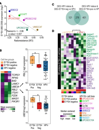 Figure 4. Molecular phenotypic characteristics of HPV16+lines. (cell lines (a significantly (E1^E4and HPV squamous cell carcinoma cell lines