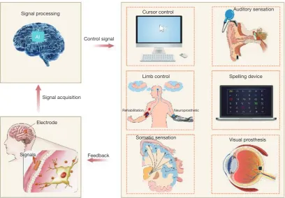 Figure 1 Schematic description of BCIs based on AI. With the help of AI to process signals, the applications of BCIs have been extended greatly, including cursor control, auditory sensation, limb control, spelling devices, somatic sensation, and visual pro
