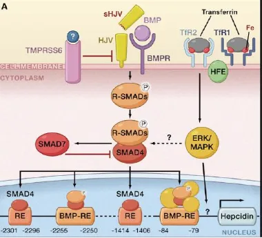 Figure 4: Regulation of hepcidin by systemic iron availability 