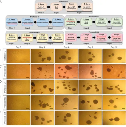 Figure 1 Morphological changes in IPCs by glucosamine treatment during differentiation of hADSCs