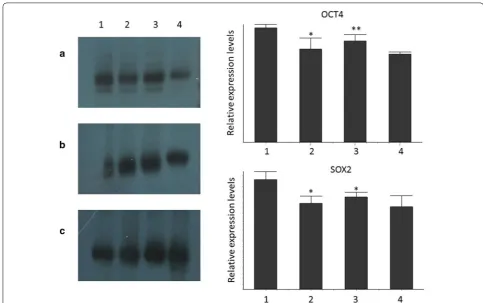 Fig. 1 Representative figure of Western blot analysis of OCT4 (a), SOX2 (b) and b-actin (c) proteins, and relative expression of OCT4 and SOX2
