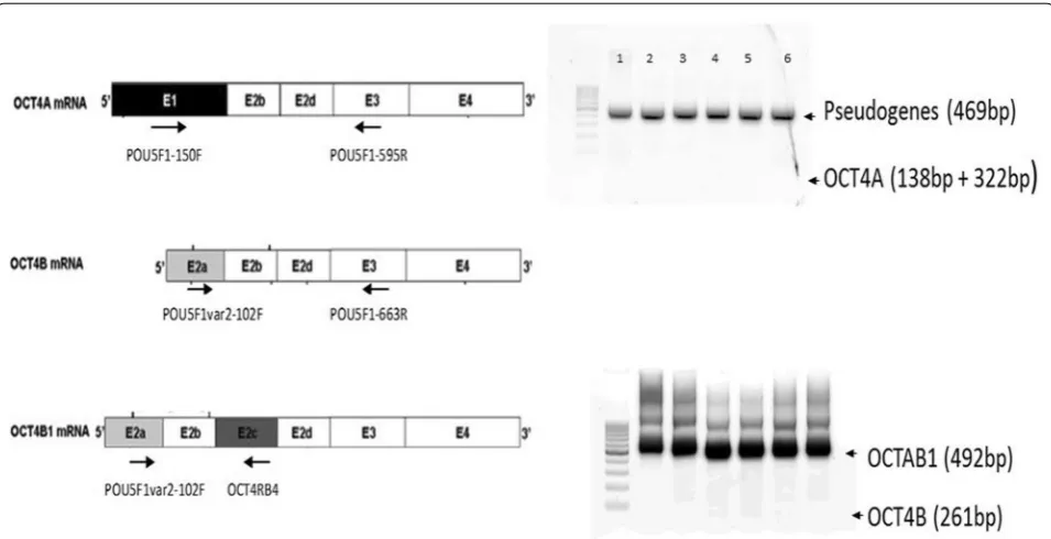Fig. 3 Schematic representation of representative quantitative real-time reverse transcription PCR analysis for OCT4 isoform identification