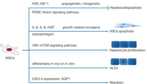 Figure 2 The mechanism of therapeutic effect of MSCs and related signaling pathways. MSCs play a therapeutic role in liver diseases through a variety of ways, a large number of signal pathways are involved.